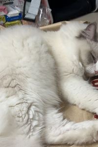 chenyuhang ホテルエルディア山梨店 - 大人限定 クーポン