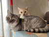 Luckycat_foodie
