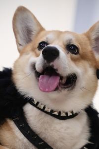 訪客用戶 東橫INN小田原站東口優惠