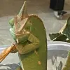 Avatar 1