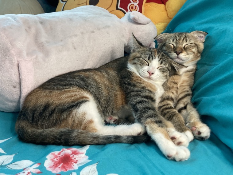 meowislife