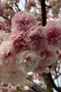 訪客用戶 順德大良智選假日飯店（清暉園店）優惠