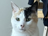 Buddy.com