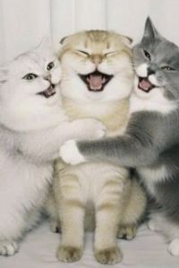 Yunneh 西貢貴族天鵝飯店優惠