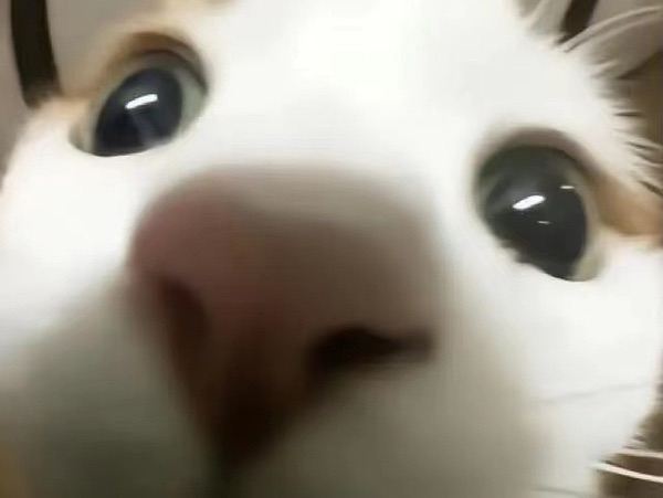 Ccvong