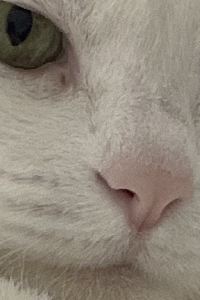 ささこちゃん 大阪灣昆特薩酒店優惠