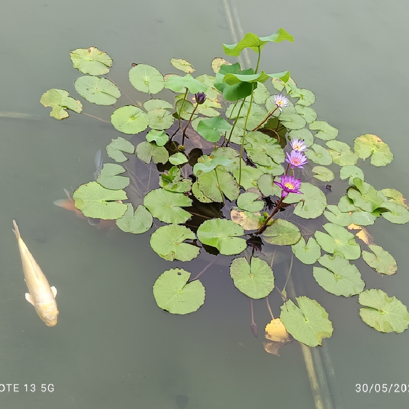 楊家老中三人組