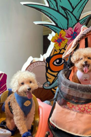 kippiwai 澳門麗景灣藝術酒店優惠