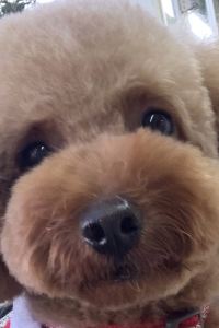 Marron_Pappy 大江戸温泉物語　ホテルレオマの森 クーポン