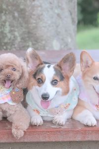 Chinniz 南洋度假別墅優惠