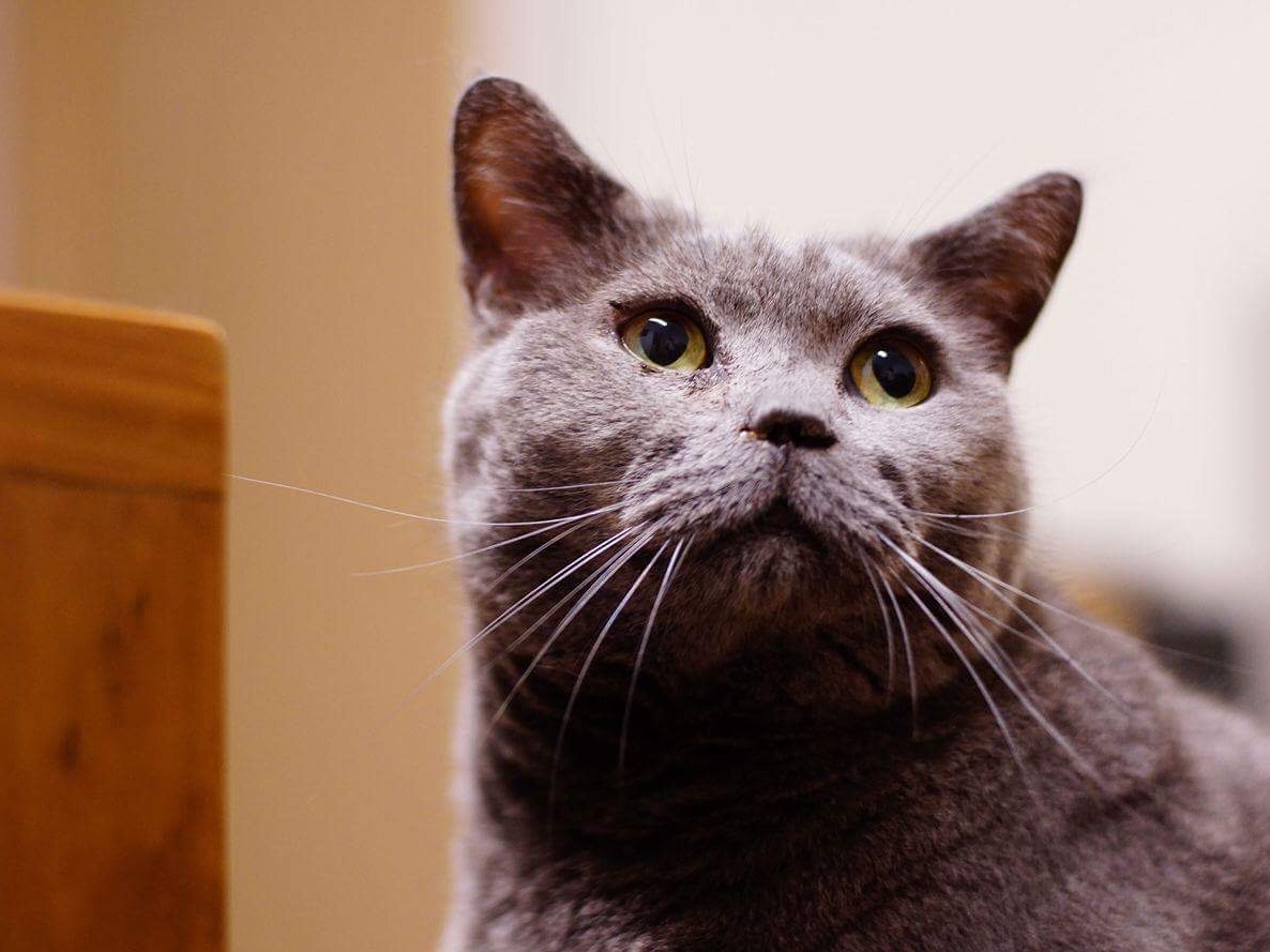 精打細算的小丸子