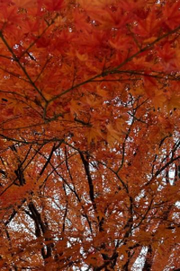 Sarah Saharudin 入間第一ホテル クーポン