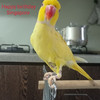 petteo