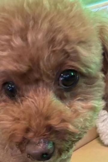 のあのあくん ホテルビーナスネオ - アダルト オンリー クーポン