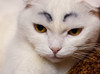 อานิ๋วนิว