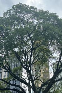 Travel_wilson 吉隆坡柏威年飯店 · 悅榕管理優惠