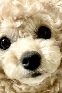 pk812 호텔뮤제오 쿠폰