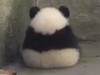 維也納的熊貓