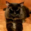 Avatar 1