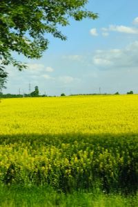 落樱庆余年 桑給巴爾-石頭城希爾頓逸林酒店優惠