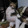 น้องน๋อง