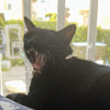 mewmew2021