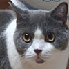 Krittang