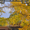 beautiful_lotus9