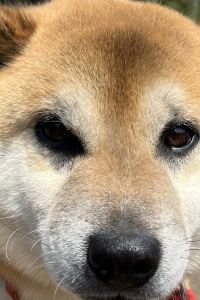 Hiyoko444 台中博客創意旅店優惠