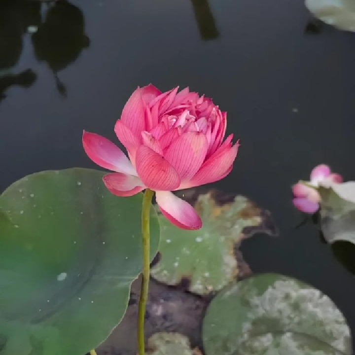 荷花不是何花
