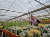 Anis11