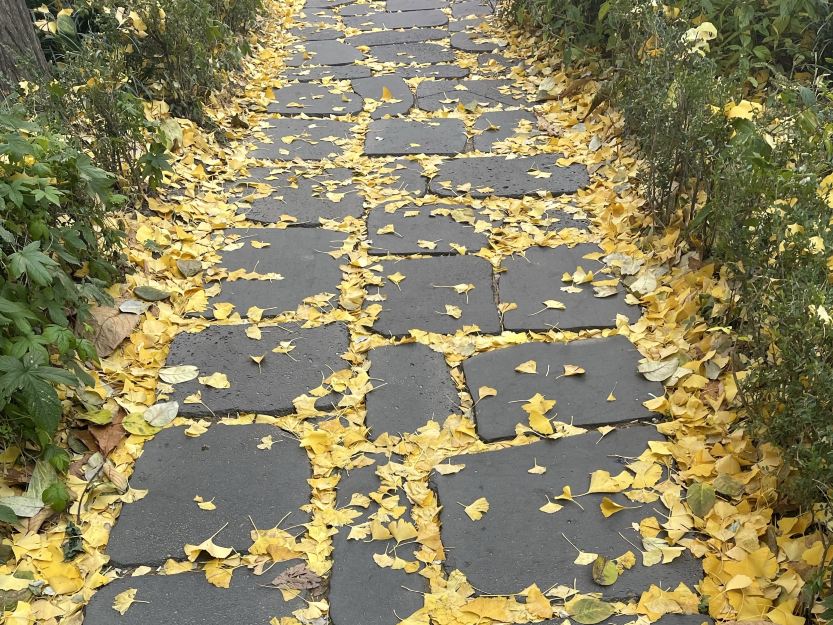 별달밤