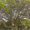 Roefatin Ridzuan