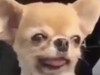 쿠캠