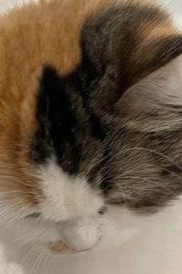 Tonyarchow 溫哥華思姆桑旅舍優惠