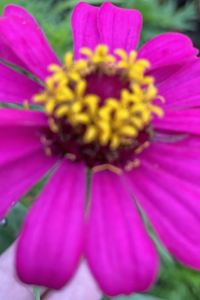 Plants V. 香港比比旺角賓館（家庭旅館）優惠