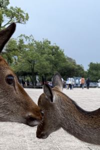 skyfallyu 橫濱元町站前Livemax飯店優惠