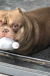 老人家愛旅行 新世界西貢酒店優惠