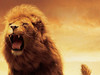 Lion S