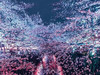 koyuki198