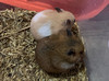 kumaandmissie