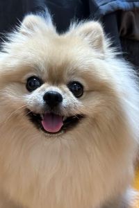 Hip288 維斯勒酒店優惠