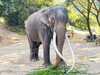 Elephant man