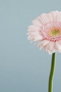 ミカオオカミ 京瓷飯店優惠