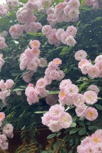 BelleLoveTravel 吉隆坡伊菲拉惹朱蘭飯店優惠