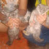 Chuakzz