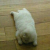 똥토끼