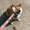 Shibalovetravel