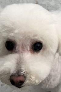 mocha995 淺草東武酒店優惠