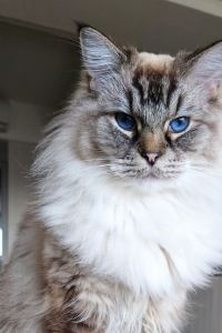 IRIS. HUNG 姬路站南利夫馬克斯高級天然溫泉飯店優惠